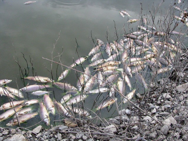 CHP balık ölümlerini araştırdı