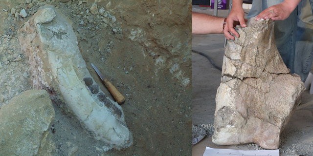 Gelmiş geçmiş en büyük fosil Sungurlu’dan çıktı!
