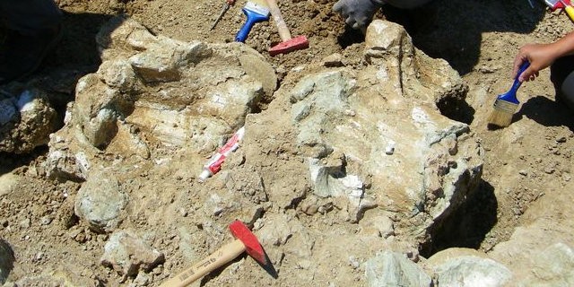 Gelmiş geçmiş en büyük fosil Sungurlu’dan çıktı!