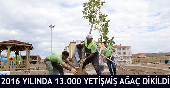 2016 yılında 13.000 yetişmiş ağaç dikildi