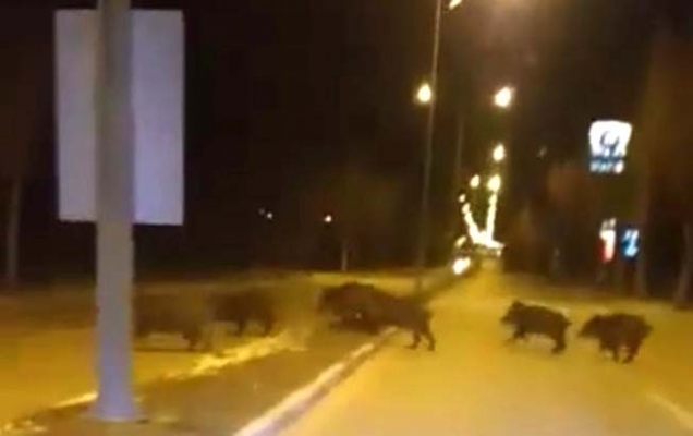 Yaban domuzları şehirde
