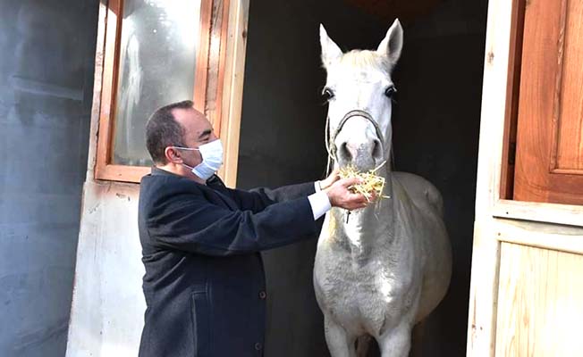 İskilip’e Arap Atı hediye edildi