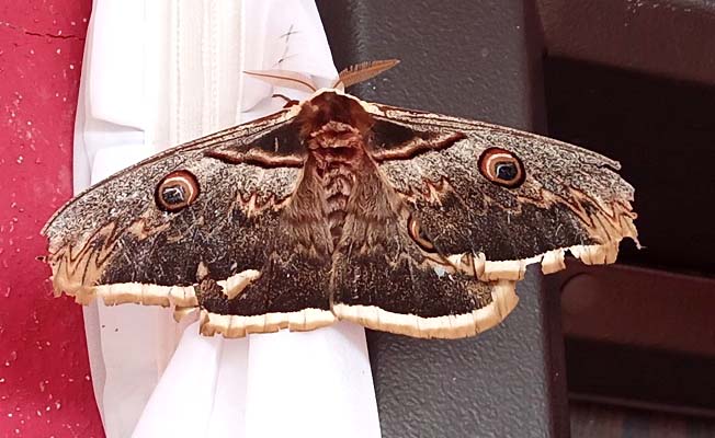 Dünyanın en güzel kelebeği Çatak'ta