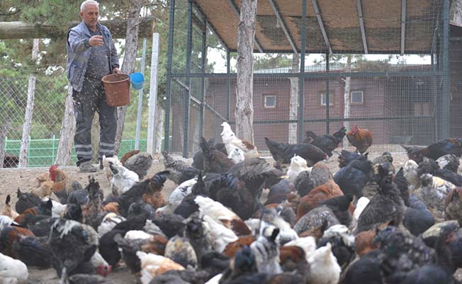 Belediye’den ihtiyaç sahiplerine kaz ve tavuk