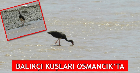 Balıkçı kuşları Osmancık'ta