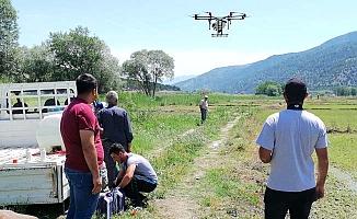 Çeltik tarlalarında droneler çalışıyor