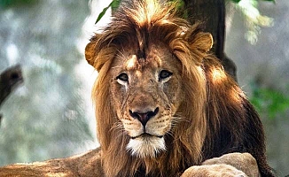 Çorum’da ‘sürüye saldıran aslan’ iddiası