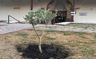 Tarihi caminin bahçesine zeytin fidanı
