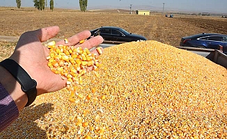 Alaca'da dane mısır hasadı