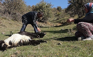 Kurtlar saldırdı, tam 60 keçi telef oldu