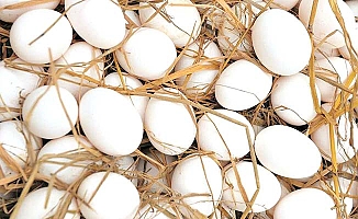Yumurta üreticileri konuştu
