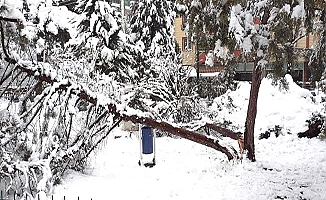 Yoğun kar ağaç devirdi