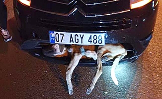 Aracın çarptığı köpek tampona sıkıştı