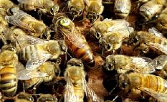 Çorum, damızlık ana arı üretiminde 9 il arasında