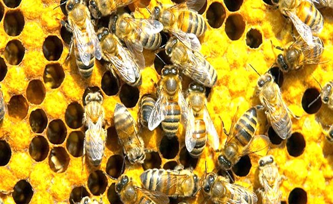 Arıcılığa yüzde 55 destek