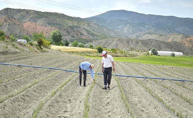 Tıbbı Aromatik'te yeni gelişme