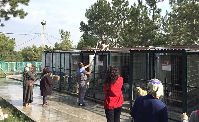 Görevlinin köpekle imtihanı!