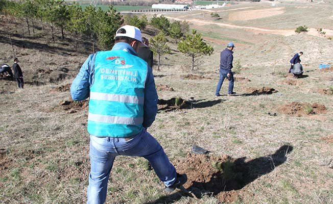 Denetimli serbestlik yükümlüleri fidan dikti