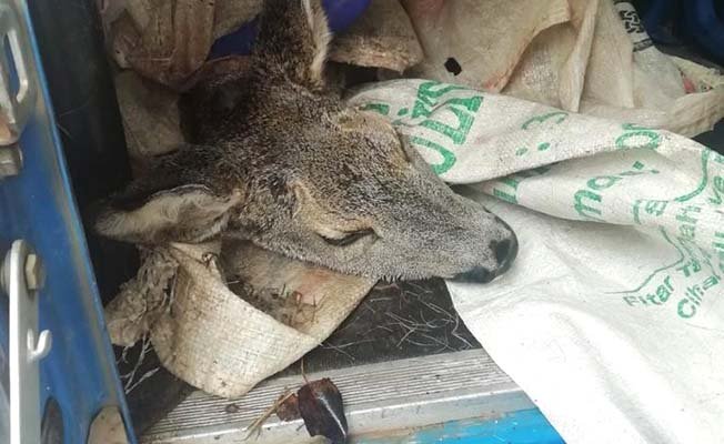 Yavru karacaya köpekler saldırdı