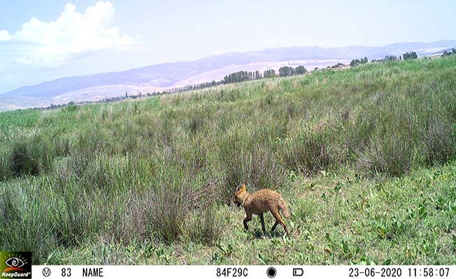Çorum’da aslan iddiası asılsız çıktı