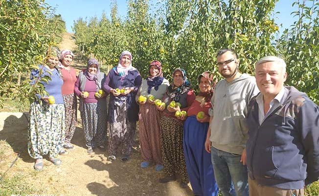 Deveci Armudunun hasadı başladı