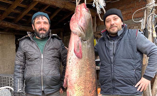 Tam 71 kilo