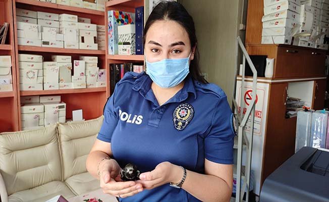 Yuvadan düşen Ebabil kuşunu polisler buldu