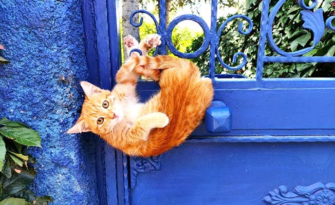 Yaramaz kedi böyle mahsur kaldı