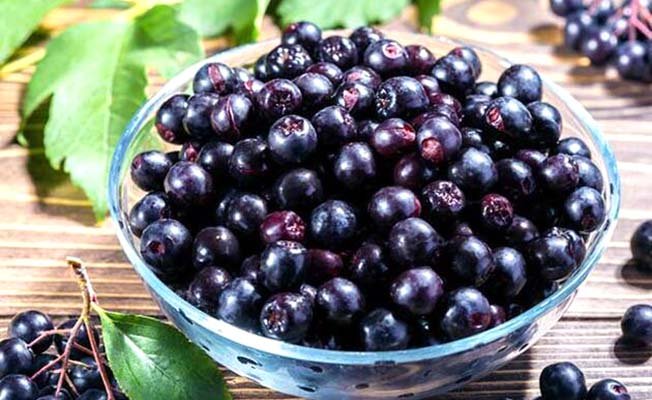 Aronia bitkisi yaygınlaşacak