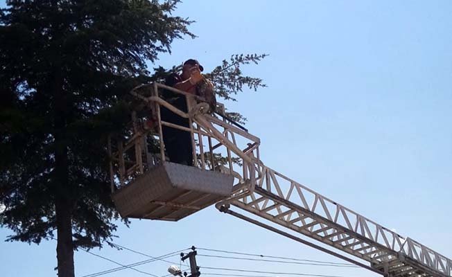 Hamile kediyi itfaiye kurtardı