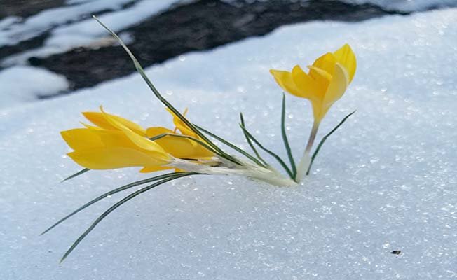 Çiğdemler baş kaldırmışsa...