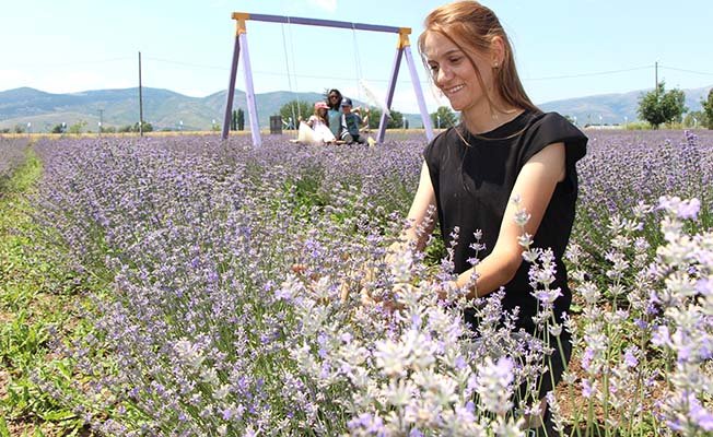 ‘Süpürge mi dikiyorsun’ diyenlere inat lavanta yetiştirdi