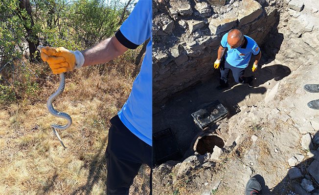 Kazı alanında sürpriz misafir: Küpten yılan çıktı