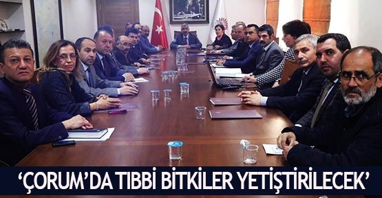 ‘Çorum’da Tıbbi Bitkiler yetiştirilecek’
