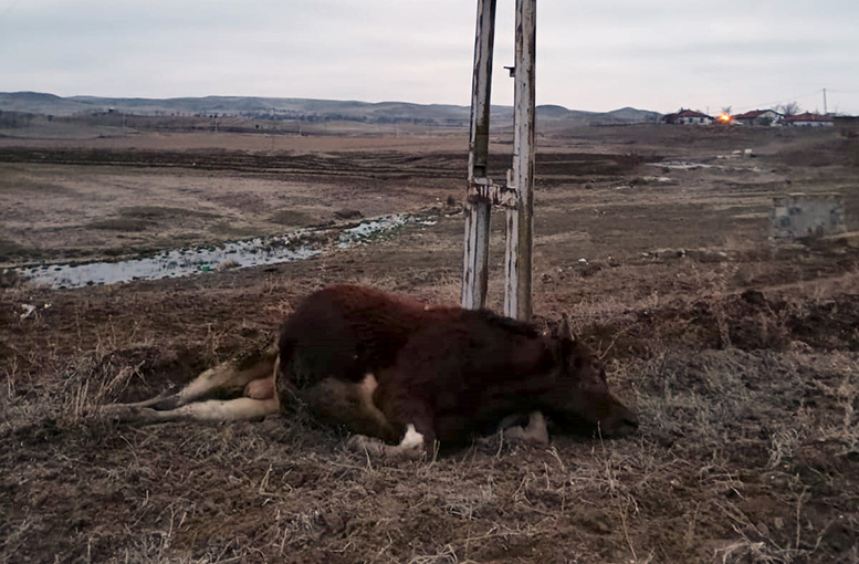 Elektrik akımına kapılarak telef oldu