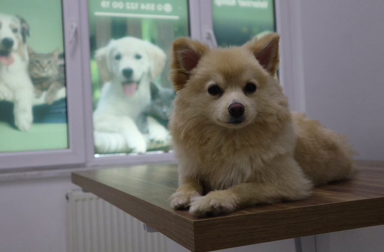 Evcil hayvan sahipleri dikkat!