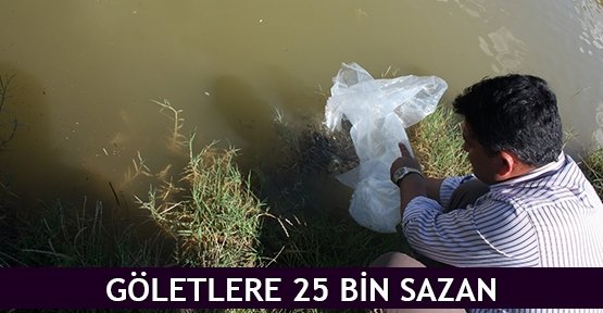  Göletlere 25 bin sazan