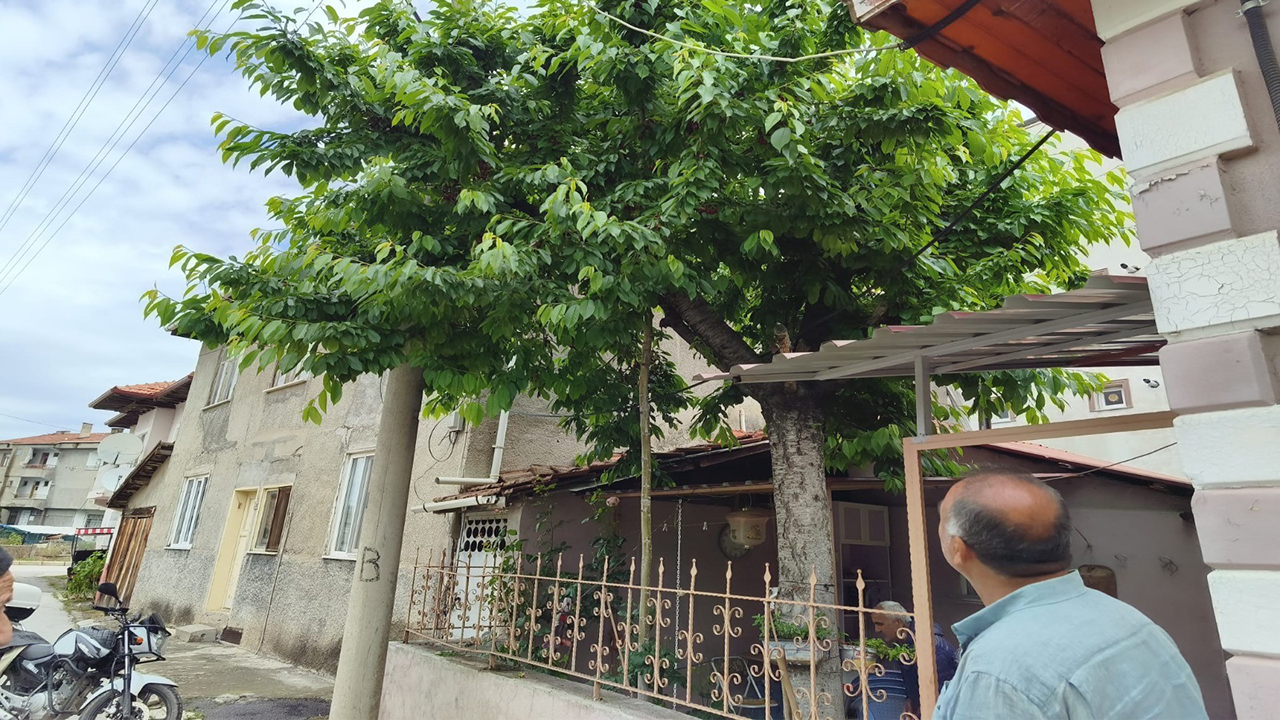 Kiraz toplarken hayatını kaybetti