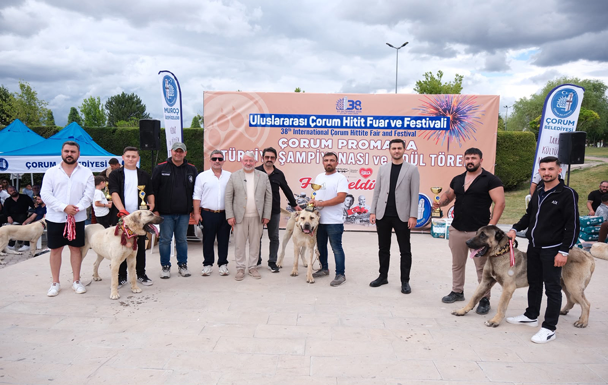 Türk çoban köpekleri Çorum'da görücüye çıktı