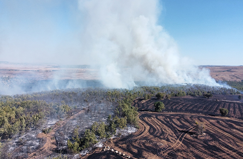 Yangın rüzgarın etkisiyle ormana sıçradı